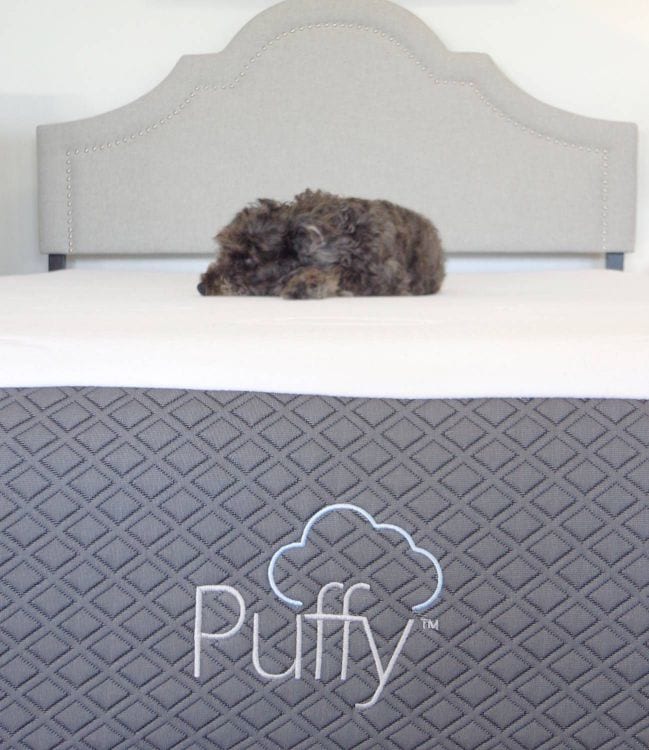 dog on a mattress