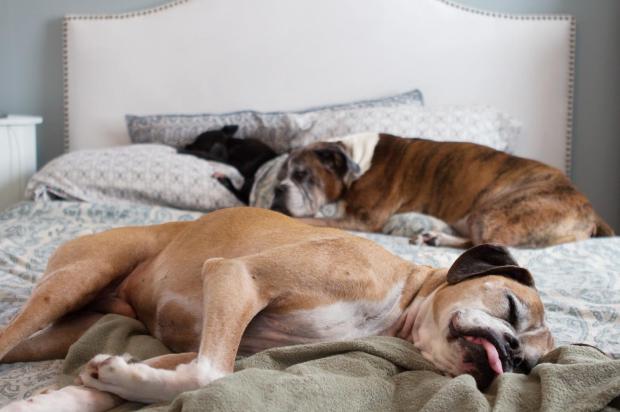dogs sleeping on mattress