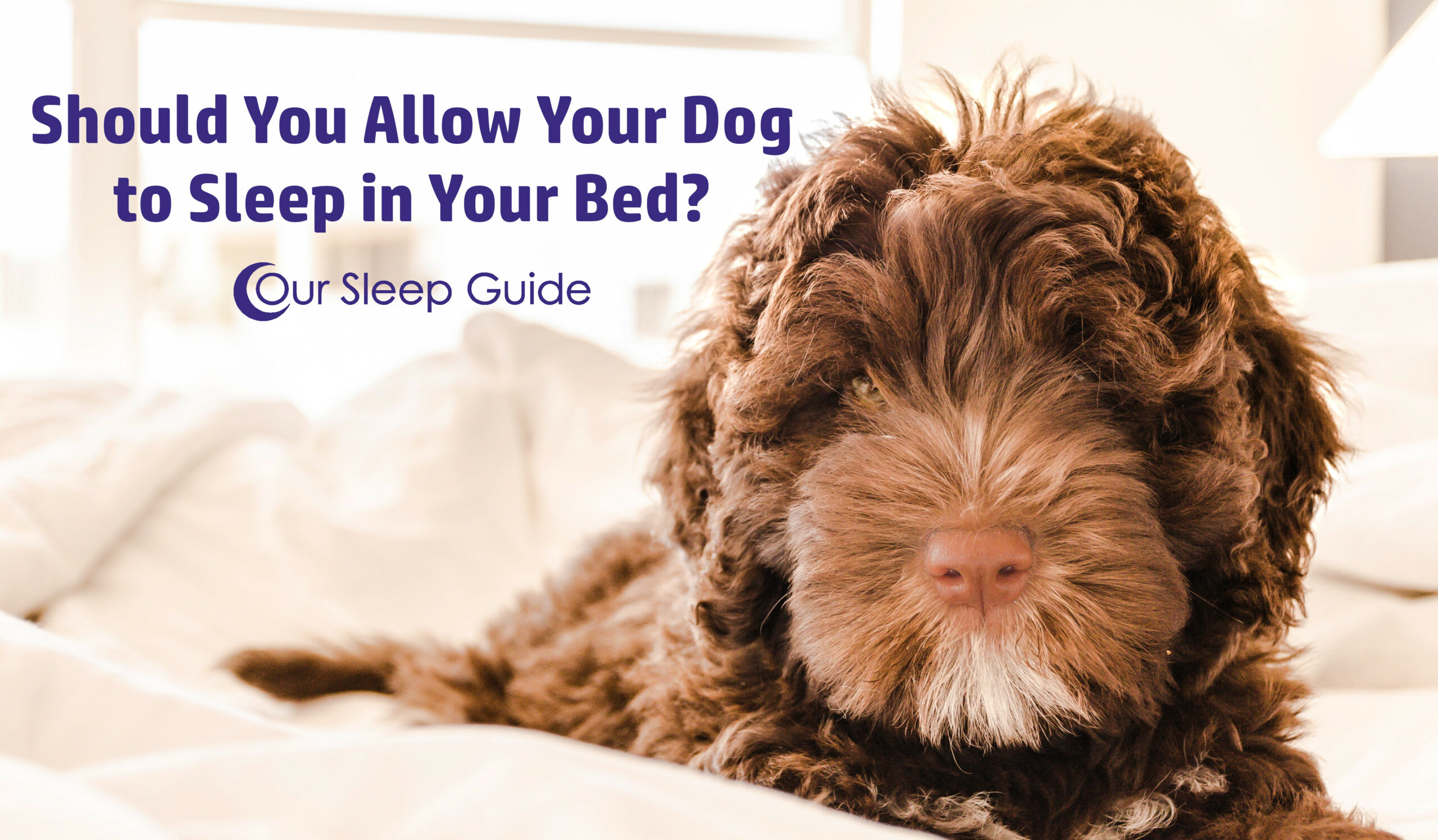 should you allow your dog to sleep in your bed?