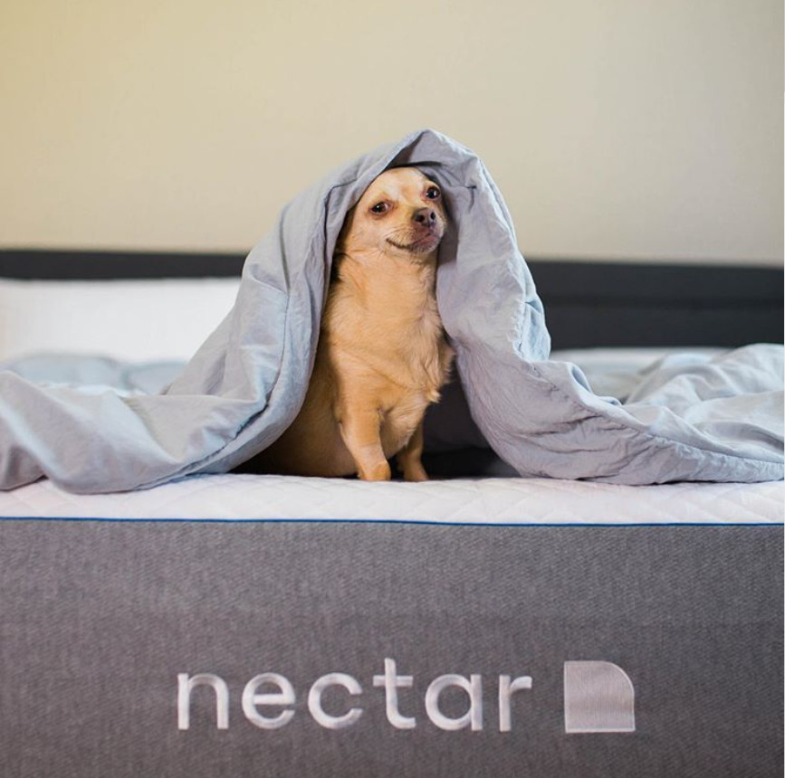 nectar keep your bedroom from dog urine