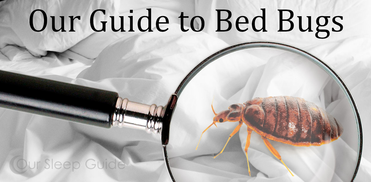 our sleep guide to bed bugs