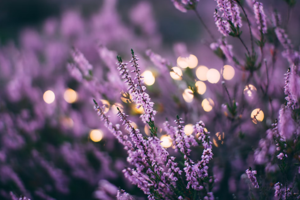 lavender best scent for sleep