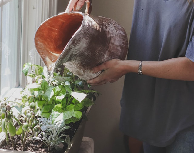 proper watering for your plants