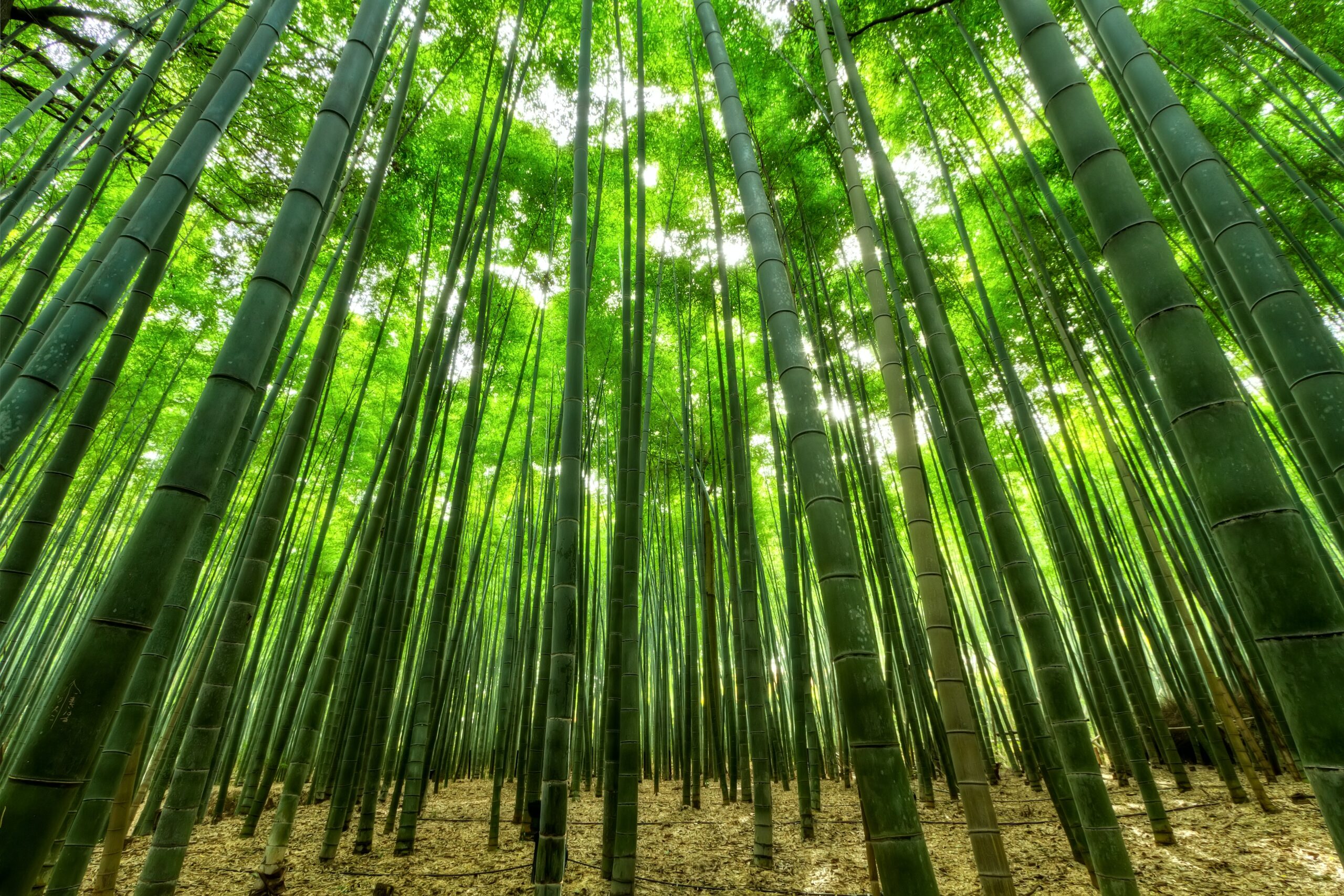 100% bamboo viscose bedding